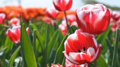 Bloemen_tulpen12.JPG
